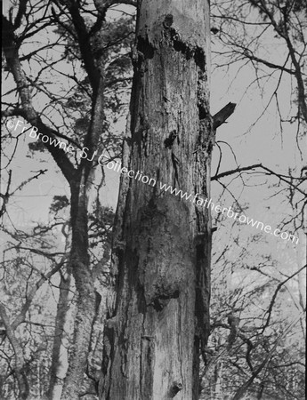 ROOSTS OF TREE-CREEPER